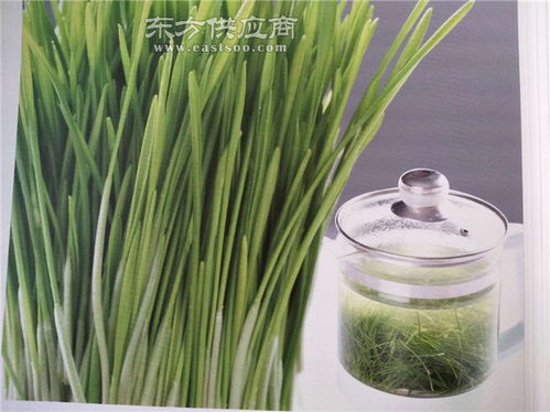 新鮮小麥草 天然有機的保健食品選擇